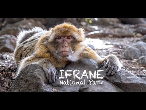 Ifrane National Park - Morocco