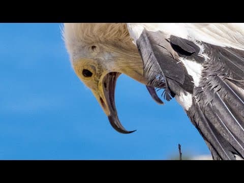 Wildlife Wonders (coming soon)