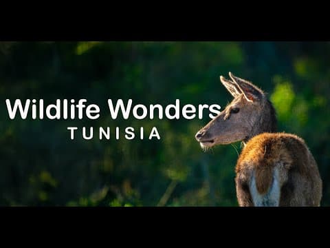 Wildlife wonders